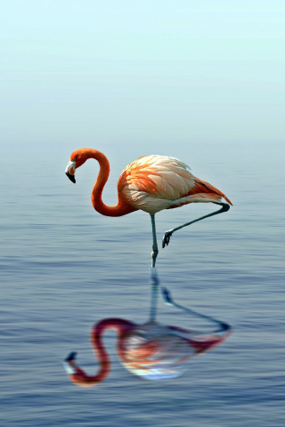 Flamingo, reflection, lake, 240x320 wallpaper