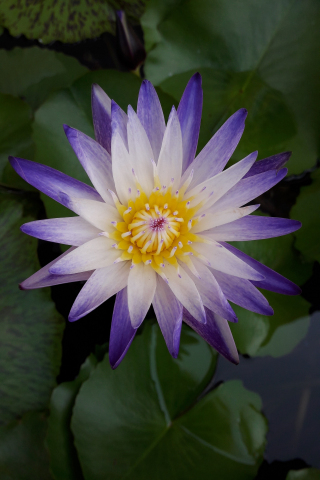 Water lily, bloom, purple white flower, 240x320 wallpaper