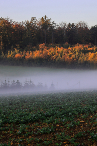 Autumn, landscape, trees, mist, fog, nature, 240x320 wallpaper