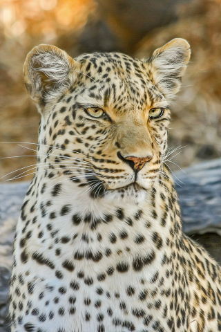 Leopard, wild cat, muzzle, calm, 240x320 wallpaper