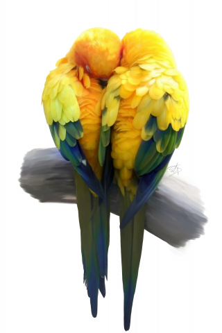 Birds, pair, love, minimal, artwork, parrot, 240x320 wallpaper