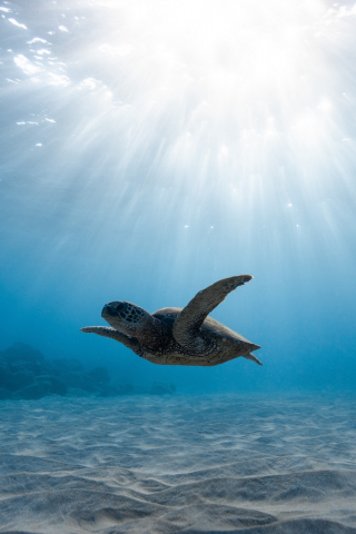 Underwater life, turtle, blue sea, 240x320 wallpaper