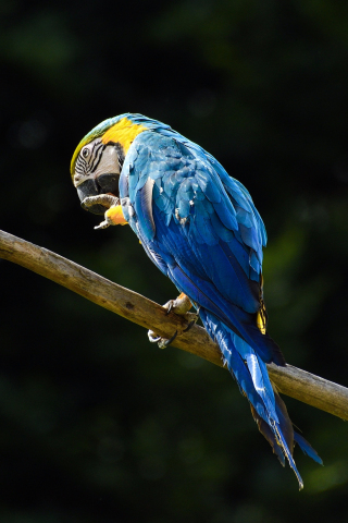 Blue, macaw, parrot, 240x320 wallpaper