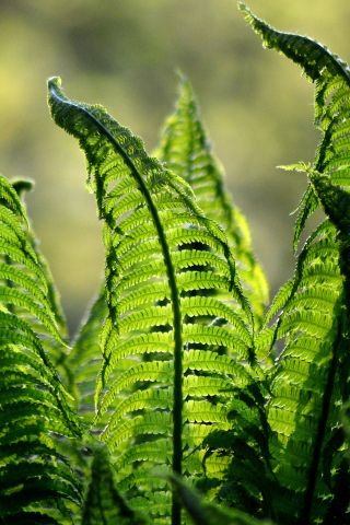 Leaves, fern, spring, close up, 240x320 wallpaper