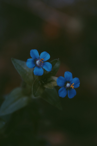 Blue, bright flowers, pair, 240x320 wallpaper