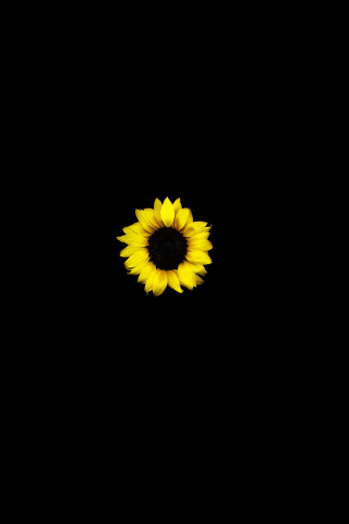 Sunflower, yellow, dark, 240x320 wallpaper