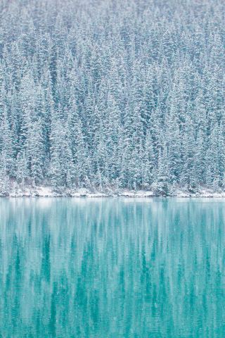 Pine trees, winter, reflections, blue lake, 240x320 wallpaper