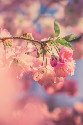 Pink flowers, cherry blossom, spring, blur, 240x320 wallpaper
