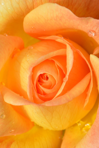Drops, orange rose, close up, 240x320 wallpaper