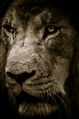 Lion, fur, muzzle, predator, 240x320 wallpaper