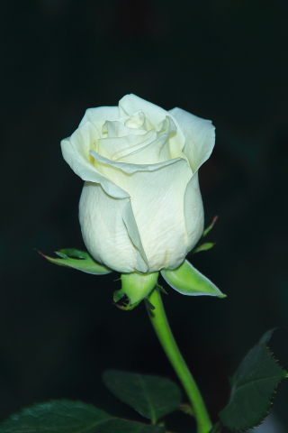 White rose, bud, flower, portrait, 240x320 wallpaper