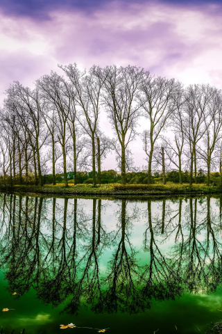 Trees, lake, reflections, 240x320 wallpaper