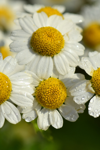White flowers, floral, daisy, drops, close up, 240x320 wallpaper