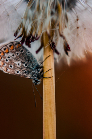 Butterfly, dandelion, close up, 240x320 wallpaper