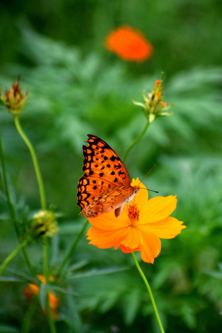Nature, butterfly, blur, insect, flowers, 240x320 wallpaper