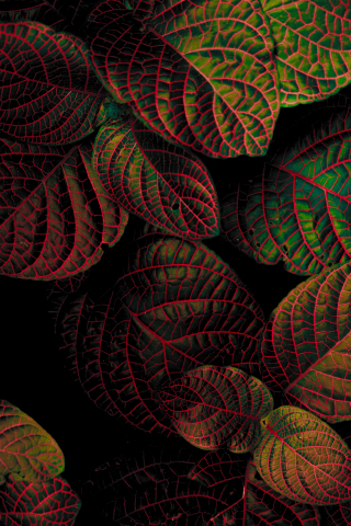 Bright, leaves, plant, contrast, close up, 240x320 wallpaper