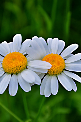 Daisy, flowers, pair, blur, 240x320 wallpaper