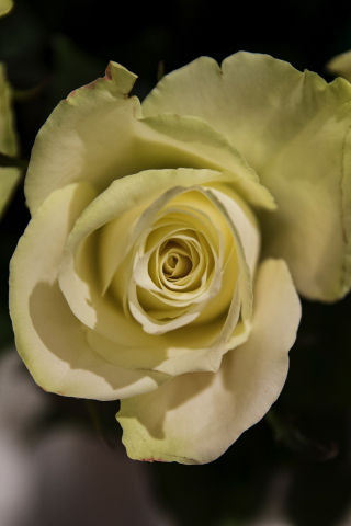 Yellow rose, flowers, close up, 240x320 wallpaper