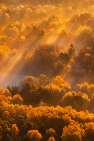 Sun lights, autumn, trees, nature, 240x320 wallpaper