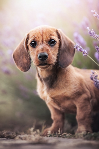 Dachshund, cute dog puppy, 240x320 wallpaper