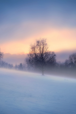 Winter, fog, landscape, nature, 240x320 wallpaper