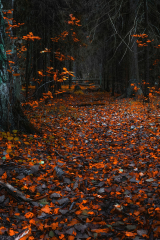Autumn, orange leaves, forest, nature, 240x320 wallpaper