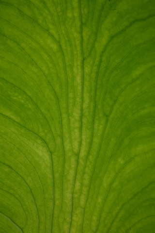 Close up, leaf big, veins, 240x320 wallpaper