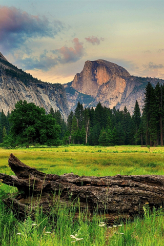 Tree trunk, landscape, half dome, Yosemite valley, 240x320 wallpaper