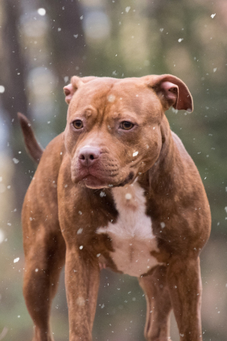 Pit bull, dog, winter, 240x320 wallpaper