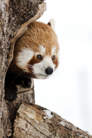 Red panda, muzzle, cute, 240x320 wallpaper
