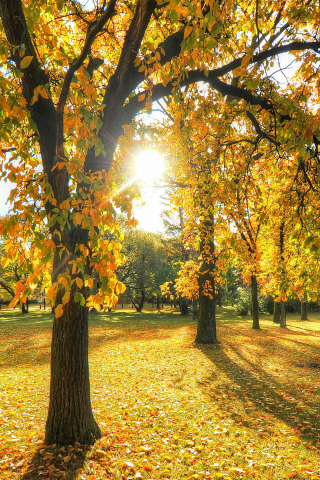 Garden trees, autumn, sunbeams, nature, 240x320 wallpaper
