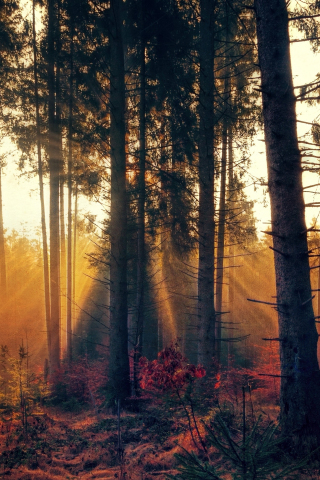 Forest, trees, sunbeams, nature, 240x320 wallpaper