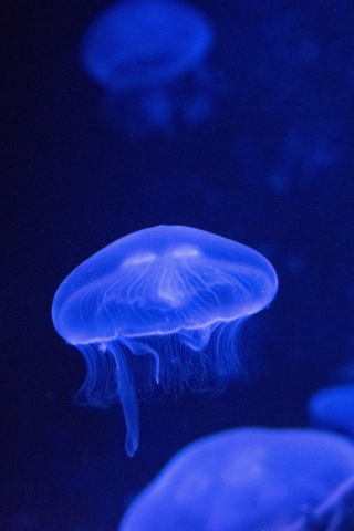 Underwater, glow, jellyfish, 240x320 wallpaper