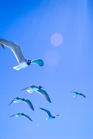 Gulls, seagulls, flight, sky, sunlight, 240x320 wallpaper