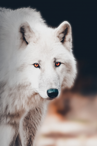 The white wolf, portrait, 240x320 wallpaper