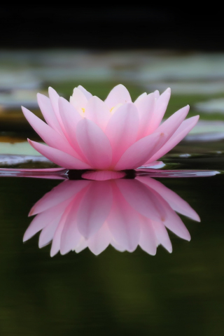 Lake, flower, pink water lily, reflections, 240x320 wallpaper