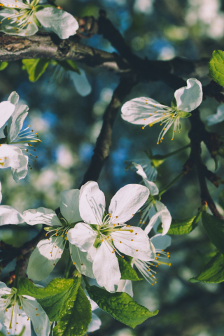 White flowers, cherry blossom, tree branches, nature, 240x320 wallpaper