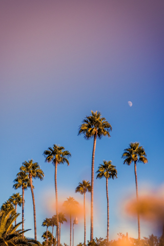 Portrait, palm trees, minimal, sunset, 240x320 wallpaper