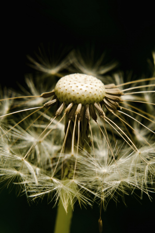 Dandelion, fluff and seed, close up, 240x320 wallpaper