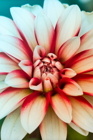 Dahlia, beauty of flower, close up, 240x320 wallpaper