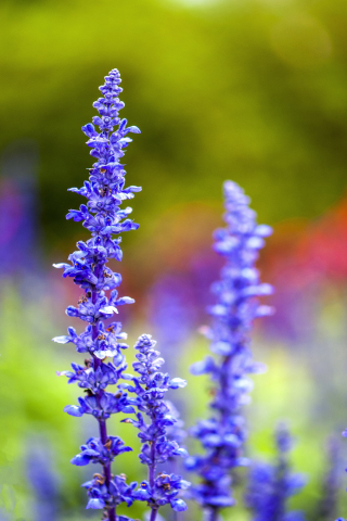 Blur, flora, flowers, purple, meadow, 240x320 wallpaper