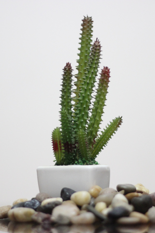 Cactus, plants, rocks, 240x320 wallpaper