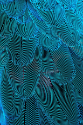 Plumage, blue feathers, close up, 240x320 wallpaper