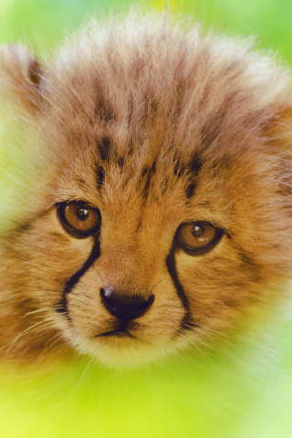 Cheetah, predator, cute cub, muzzle, 240x320 wallpaper