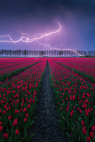 Tulip field, lightning, storm, nature, 240x320 wallpaper