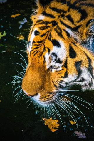 Predator, tiger, drinking water, muzzle, 240x320 wallpaper