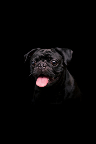 Download wallpaper 240x320 black cute dog, animal, old mobile, cell phone,  smartphone, 240x320 hd image background, 25403