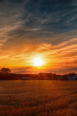 Sunset, wheat farm, golden, landscape, nature, 240x320 wallpaper