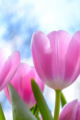Fresh, pink tulips, flowers, 240x320 wallpaper