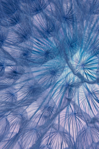 Flower, threads, close-up, dandelion, 320x480 wallpaper